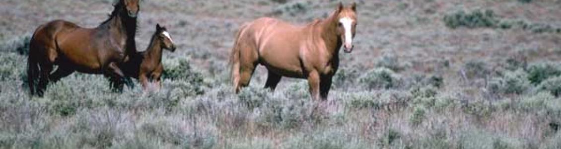 Bay and chestnut horses common coat colors - equestrian business often require freight ferry services