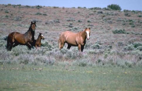 Bay and chestnut horses common coat colors - equestrian business often require freight ferry services