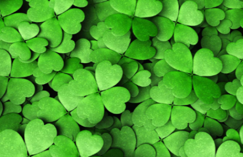 Irish four leaf clover